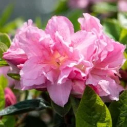 Best Flowering Shrubs 11 Best Flowering Shrubs -Garden Plants rhodo2