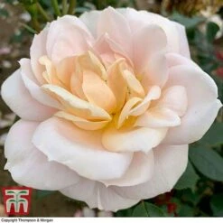 Rose 'Champagne Moment' (Floribunda Rose) -Garden Plants rose cham2