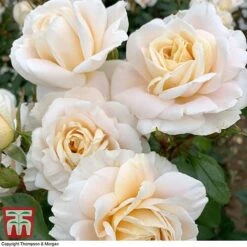 Rose 'Champagne Moment' (Floribunda Rose) -Garden Plants rose cham4