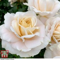 Rose 'Champagne Moment' (Floribunda Rose) -Garden Plants rose cham5