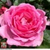 Rose 'Mum In A Million' (Hybrid Tea Rose) -Garden Plants rose mum