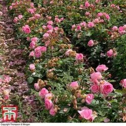Rose 'Mum In A Million' (Hybrid Tea Rose) -Garden Plants rose mum3