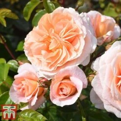 Rose 'It's A Wonderful Life' (Floribunda Rose) -Garden Plants rose wonder