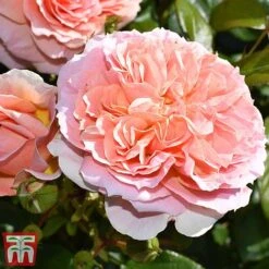 Rose 'It's A Wonderful Life' (Floribunda Rose) -Garden Plants rose wonderful