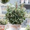 Sarcococca Hookeriana 'Winter Gem' -Garden Plants s1TM
