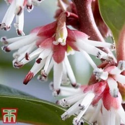 Sarcococca Hookeriana 'Winter Gem' -Garden Plants s2TM