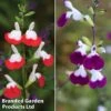 Salvia Lips Duo Collection 2 Salvia Lips Duo Collection -Garden Plants salvia duo