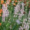 SALVIA 'Eveline' PBR -Garden Plants salvia eveline 5260626