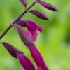 SALVIA 'Love And Wishes'