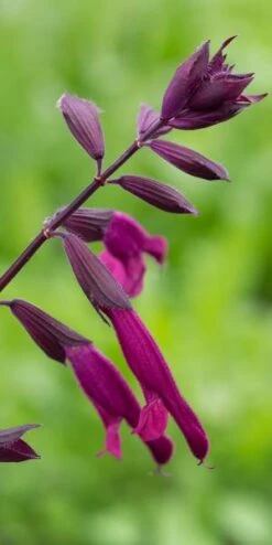 SALVIA 'Love And Wishes'