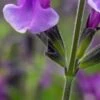 SALVIA Oriental Dove ('Dysmau') -Garden Plants salvia oriental dove