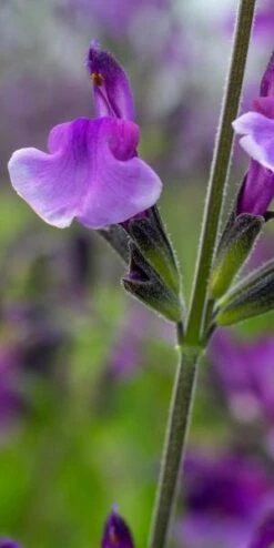 SALVIA Oriental Dove ('Dysmau')