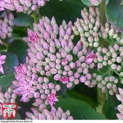 Sedum 'Thundercloud' -Garden Plants sedum B thunder