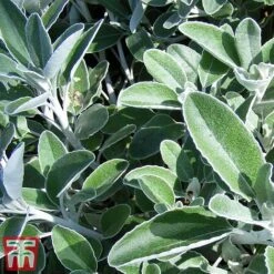 Brachyglottis 'Drysdale' -Garden Plants sene2