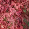 Acer Palmatum 'Shirazz' -Garden Plants shirazz