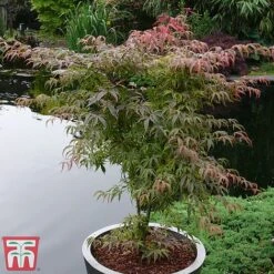 Acer Palmatum 'Shirazz' -Garden Plants shirazz4