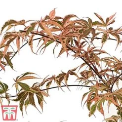 Acer Palmatum 'Shirazz' -Garden Plants shirazz5