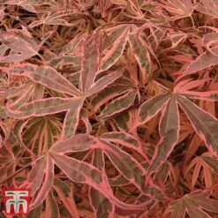 Acer Palmatum 'Shirazz' -Garden Plants shirazz6