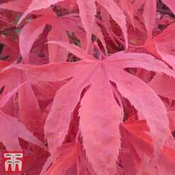 Acer Palmatum 'Shirazz' -Garden Plants shirazz7