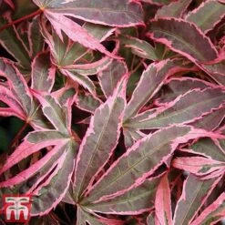 Acer Palmatum 'Shirazz' -Garden Plants shirazz8