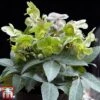 Hellebore 'Silver Star' -Garden Plants silver