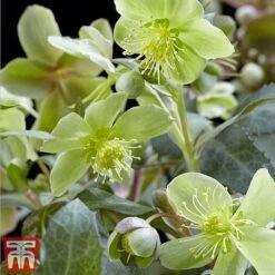 Hellebore 'Silver Star' -Garden Plants silver2