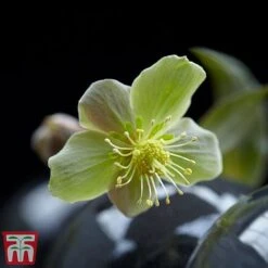Hellebore 'Silver Star' -Garden Plants silver3