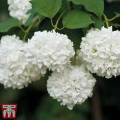 Viburnum Duo -Garden Plants snow4