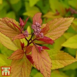 Spiraea Betulifolia 'Pink Sparkler' -Garden Plants spir pi