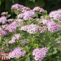 Spiraea Betulifolia 'Pink Sparkler' -Garden Plants spir pin
