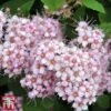 Spiraea Betulifolia 'Pink Sparkler' -Garden Plants spir pink