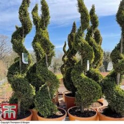 Leyland Cypress 'Castlewellan' Topiary -Garden Plants spiral
