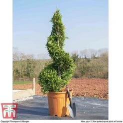 Leyland Cypress 'Castlewellan' Topiary -Garden Plants spiral1