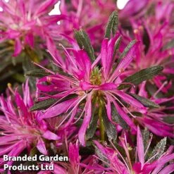 Azalea 'Starstyle Lilac' -Garden Plants starlilac4