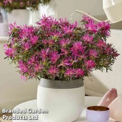Azalea 'Starstyle Lilac' -Garden Plants starlilac5