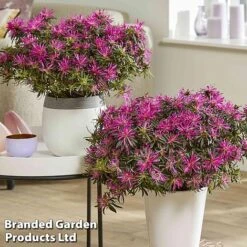Azalea 'Starstyle Lilac' -Garden Plants starlilac6