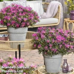 Azalea 'Starstyle Lilac' -Garden Plants starlilac7