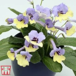 Streptocarpus 'Harlequin Blue' -Garden Plants strep
