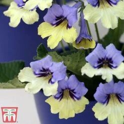 Streptocarpus 'Harlequin Blue' -Garden Plants strep3