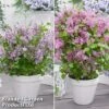 Syringa Flowerfesta® Duo 1 Syringa Flowerfesta® Duo -Garden Plants syri duo2