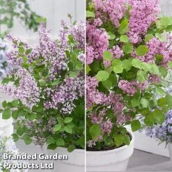 Syringa Flowerfesta® Duo -Garden Plants syri duo3