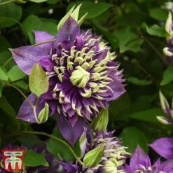 Clematis Florida 'Taiga' -Garden Plants taiga