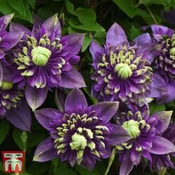 Clematis Florida 'Taiga' -Garden Plants taiga3