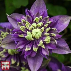 Clematis Florida 'Taiga' -Garden Plants taiga5