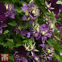 Clematis Florida 'Taiga' -Garden Plants taiga6