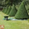 Taxus Baccata 2 Taxus Baccata -Garden Plants taxu baca2