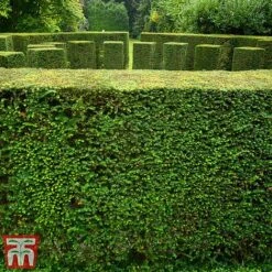 Taxus Baccata -Garden Plants taxu baca4