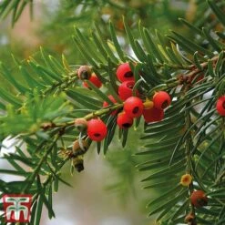 Taxus Baccata -Garden Plants taxu baca5