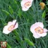 Dianthus 'Tequila Sunrise' 1 Dianthus 'Tequila Sunrise' -Garden Plants tequ