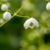 THALICTRUM 'Splendide White' ('Fr21034'PBR) -Garden Plants thalictrum delavyi splendide white 160109 2